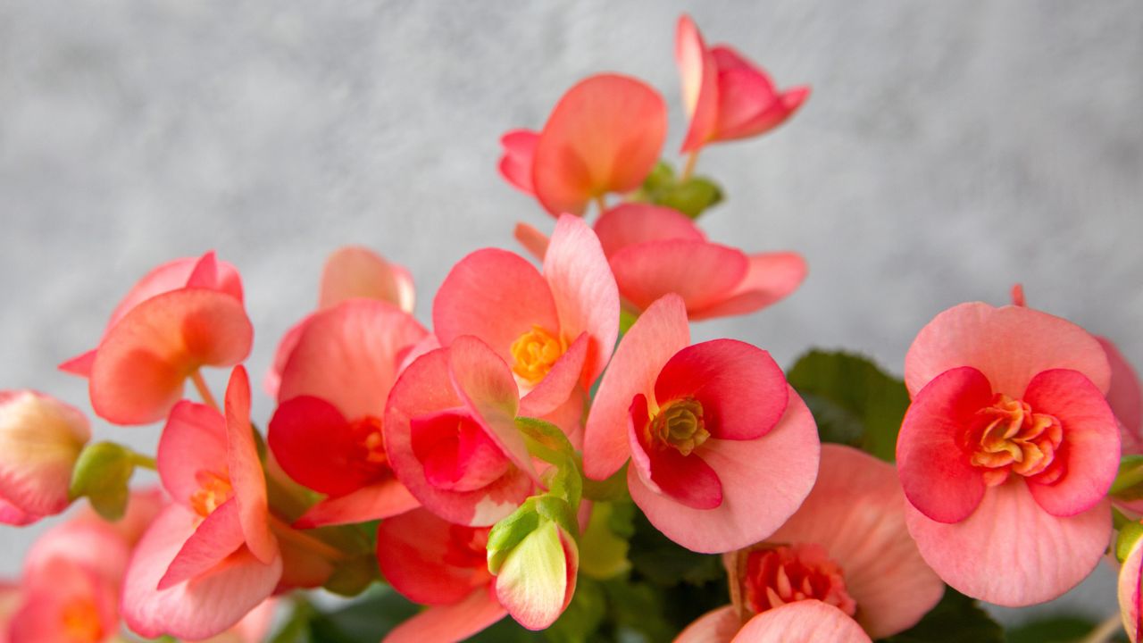 begónia, fotó: Getty Images