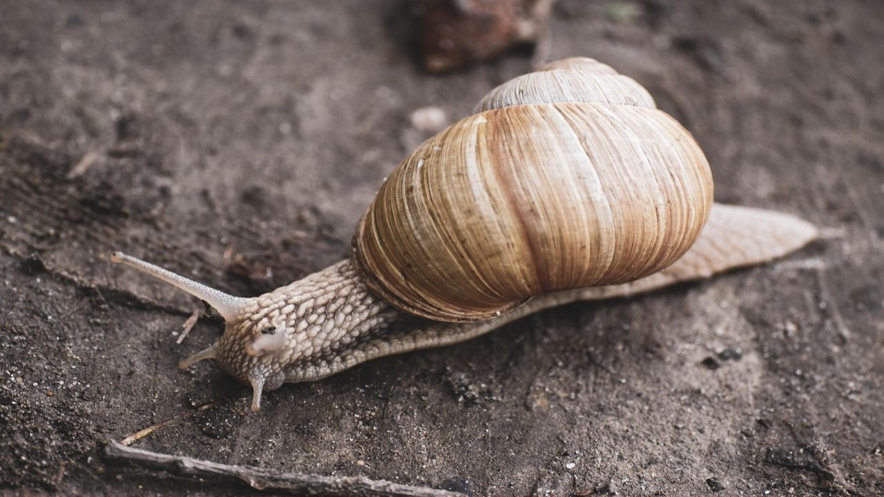 Kirabolták a csigatenyésztőt: harmincmillió forintnyi éticsigát loptak tőle