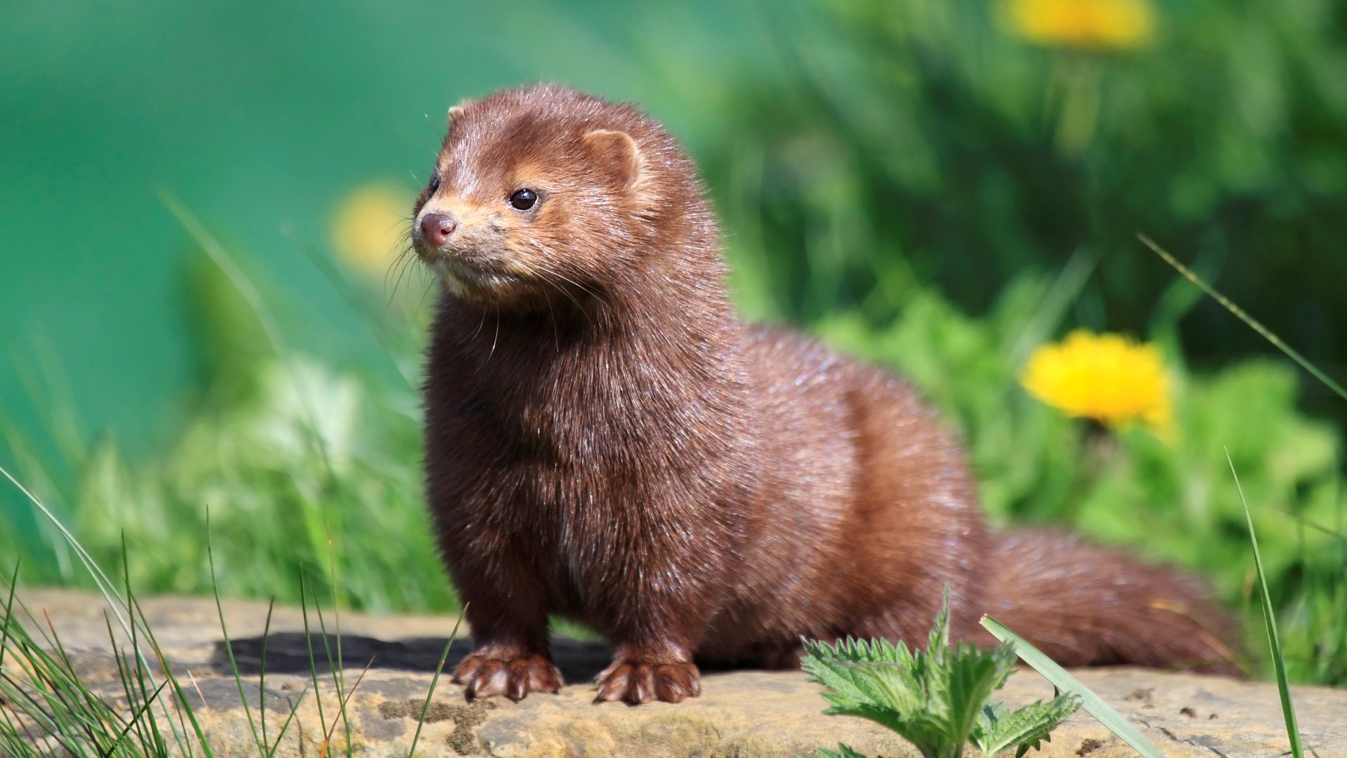 Amerikai nyérc Magyarországon.