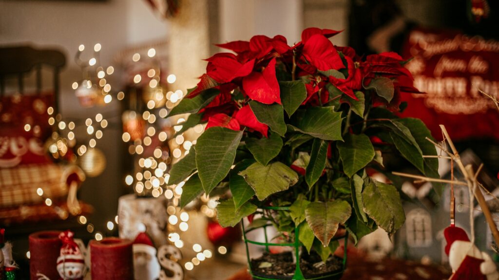 Mikulásvirág a karácsonyi asztalon.