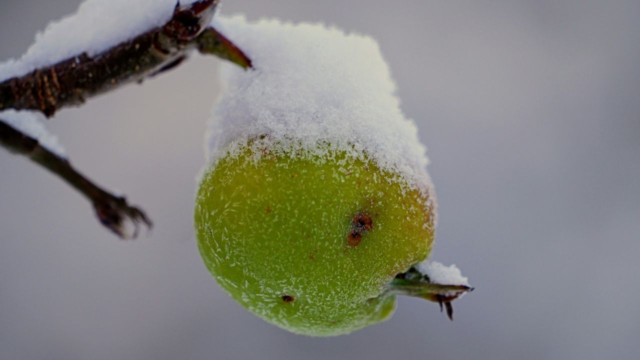 gyümölcsfa téli metszése, fotó: unsplash
