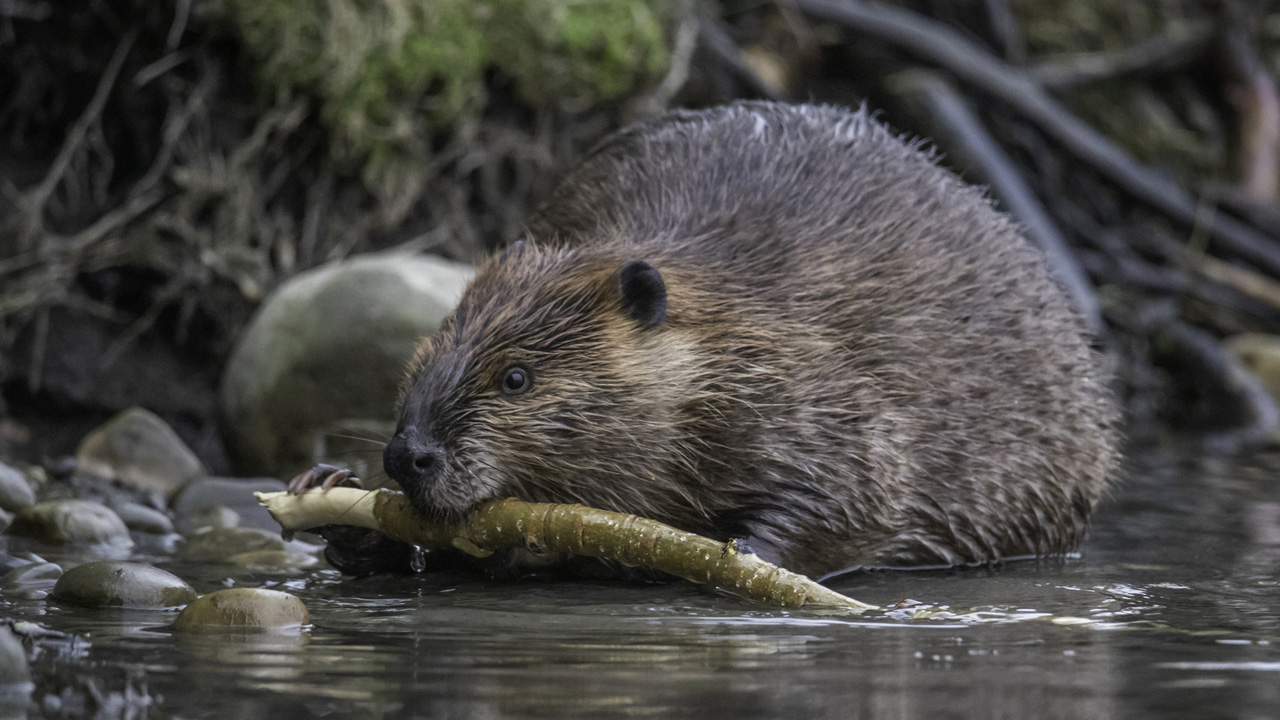 hód - fotó: Getty Images