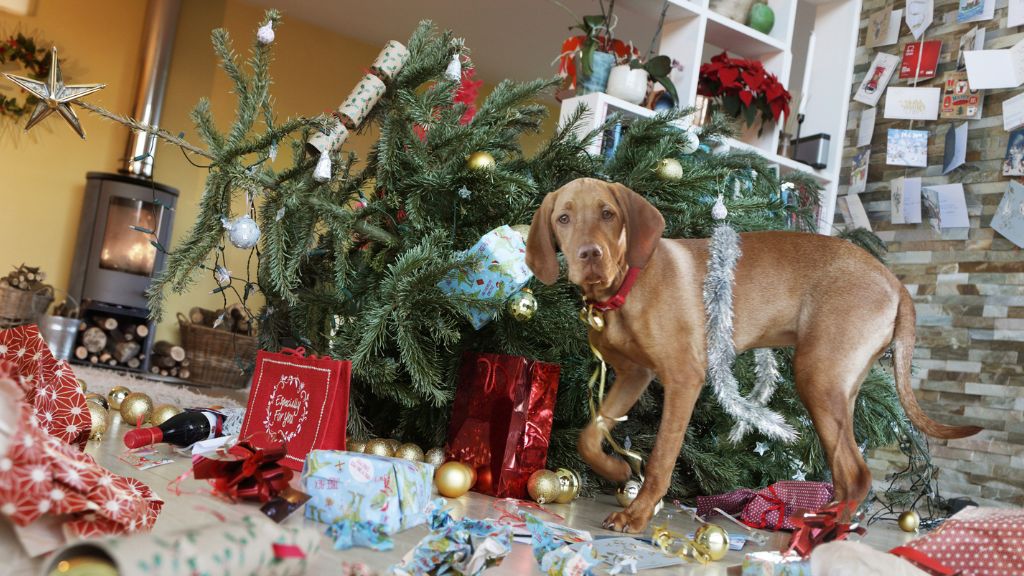 Ledőlt karácsonya kutyával