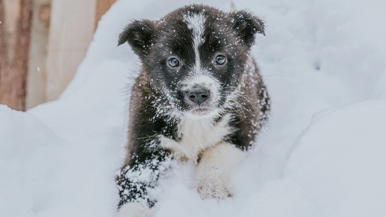 kutya a hóban, fotó: Unsplash
