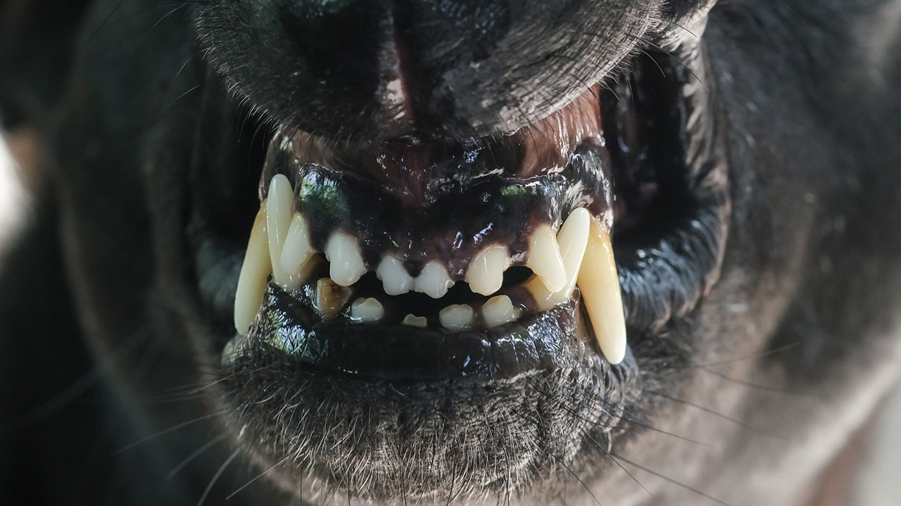 kutyatámadás, fotó: Getty Images