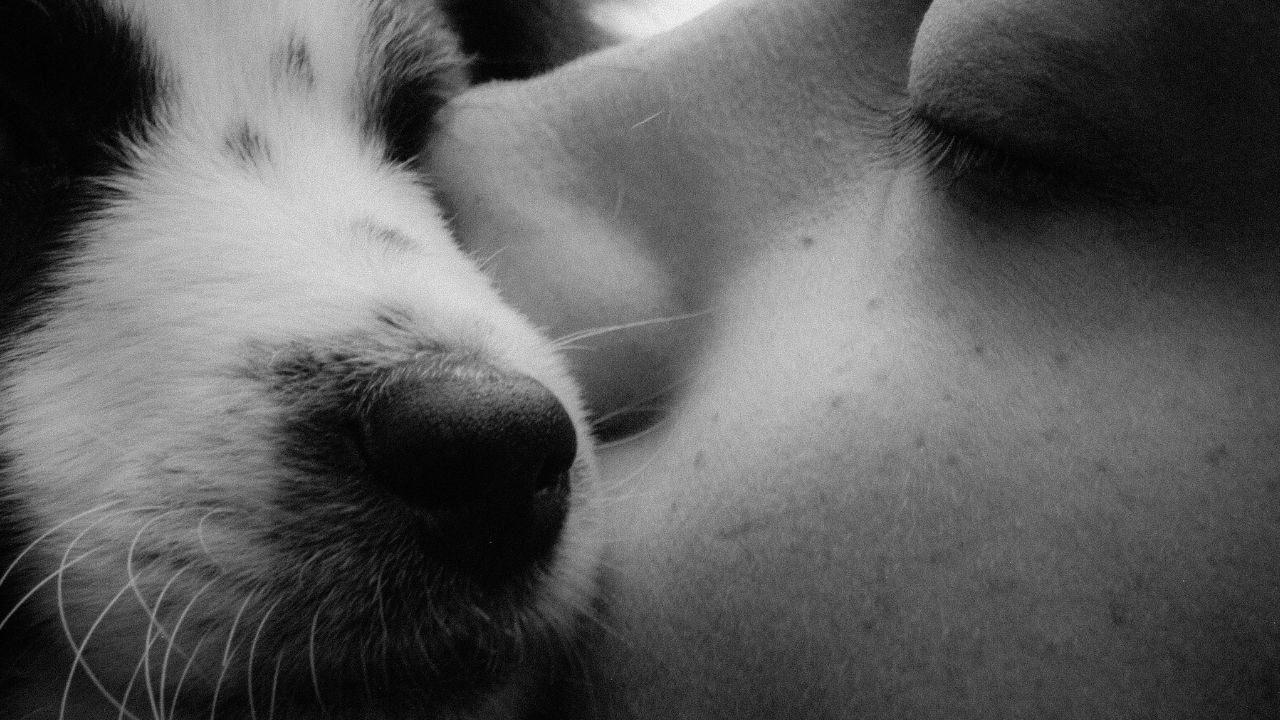 kutyus és gazdi puszizkodnak, fotó: Pexels