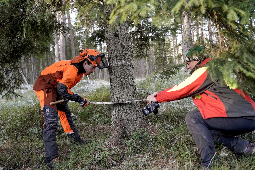 London karácsonyfáját vágják ki egy erdőben