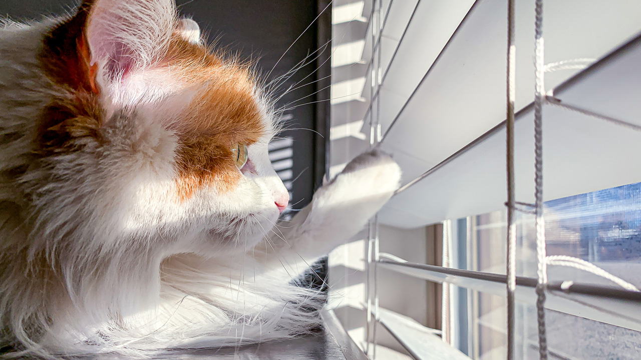 macska, fotó: Getty Images