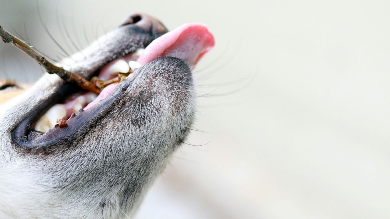 megnyal a kutya, fotó: Unsplash