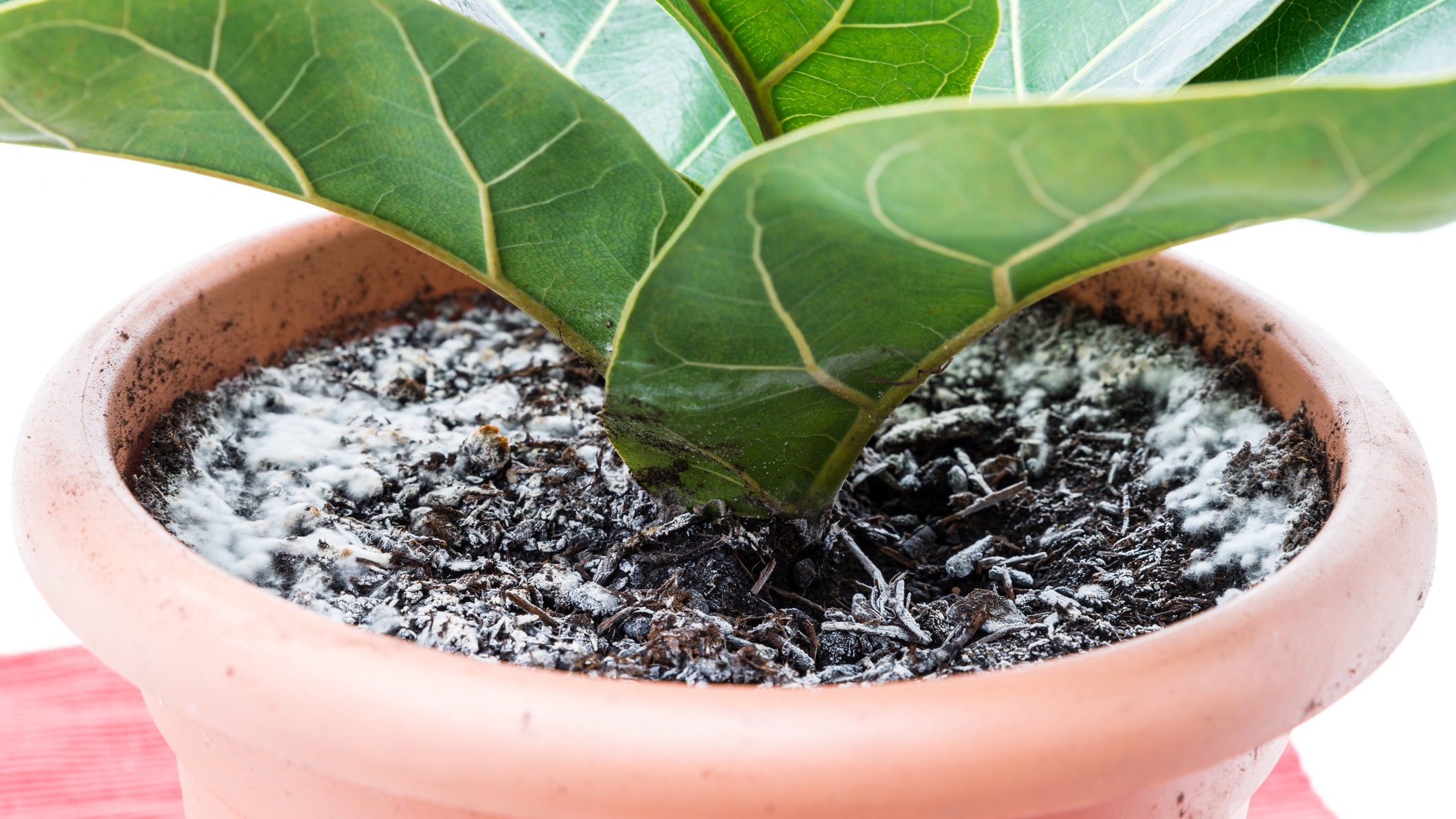 penészes virágföld