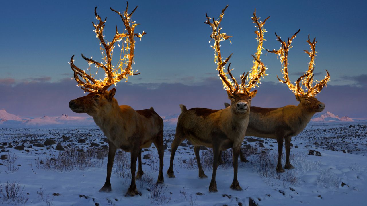 rénszarvas, fotó: Getty Images