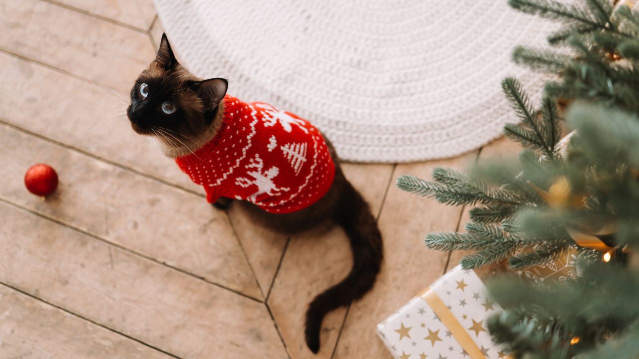 Napi horoszkóp 2025. 12. 23.: Ambíció vagy érzelem?