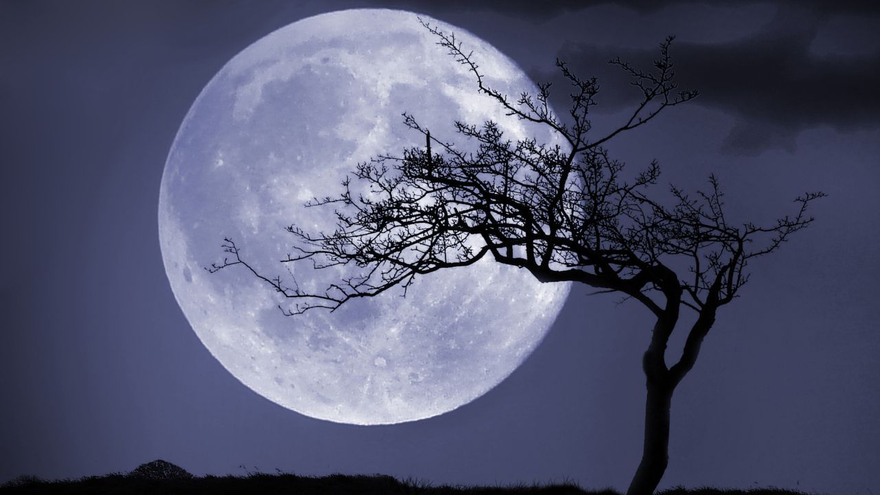 Telihold előtt csupasz fa