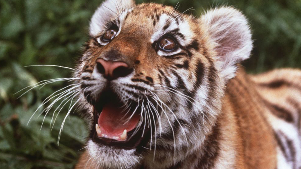 tigris - fotó: Getty Images