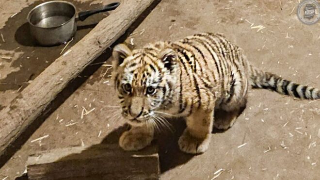 Cirkuszosoktól szerezhették a Tiszafüreden talált kistigrist