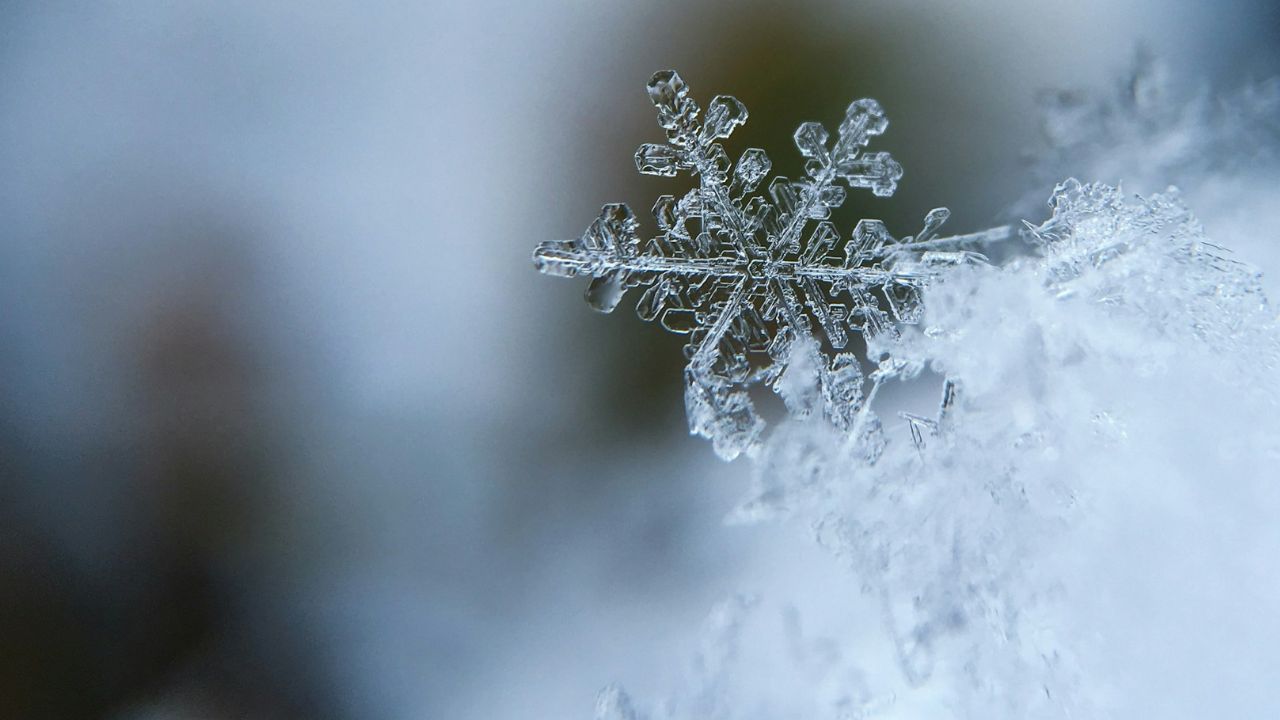 zúzmara, fotó: Unsplash