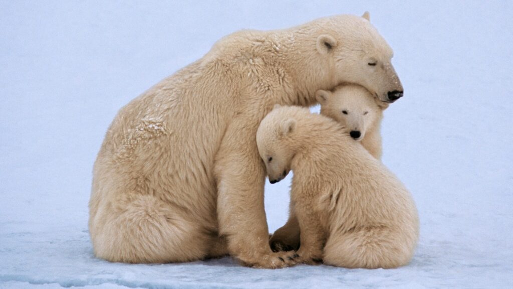Ritka jelenség az Északi-sarkon: a kutatókat is lenyűgözte, hogy egy jegesmedve örökbe fogadott egy bocsot