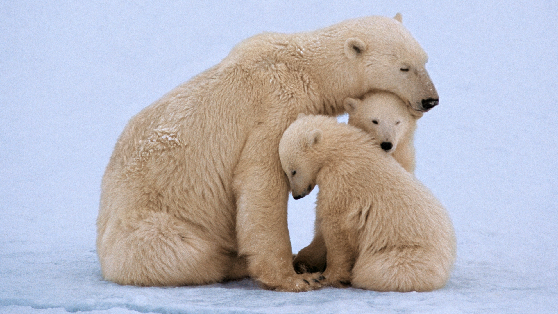 Három jegesmedve a jégen.