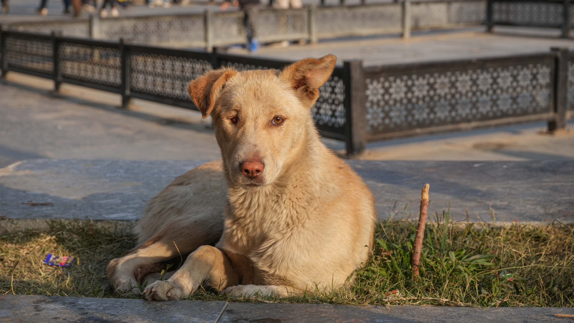 A világ leghűségesebb kutyái
