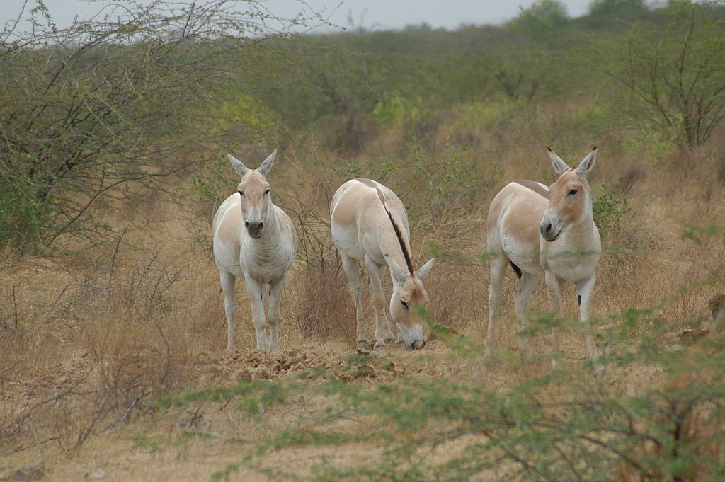 Így vált az unikornis veszélyes fenevadból keresztény szimbólummá