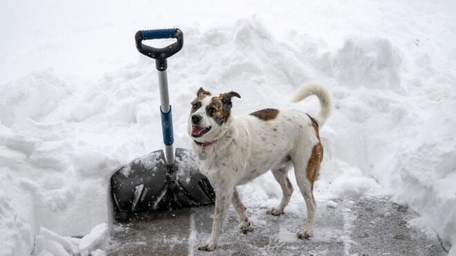 Felejtsd el a sózást: ezzel a filléres szerrel hamar olvad a jég, minden háztartásban ott van