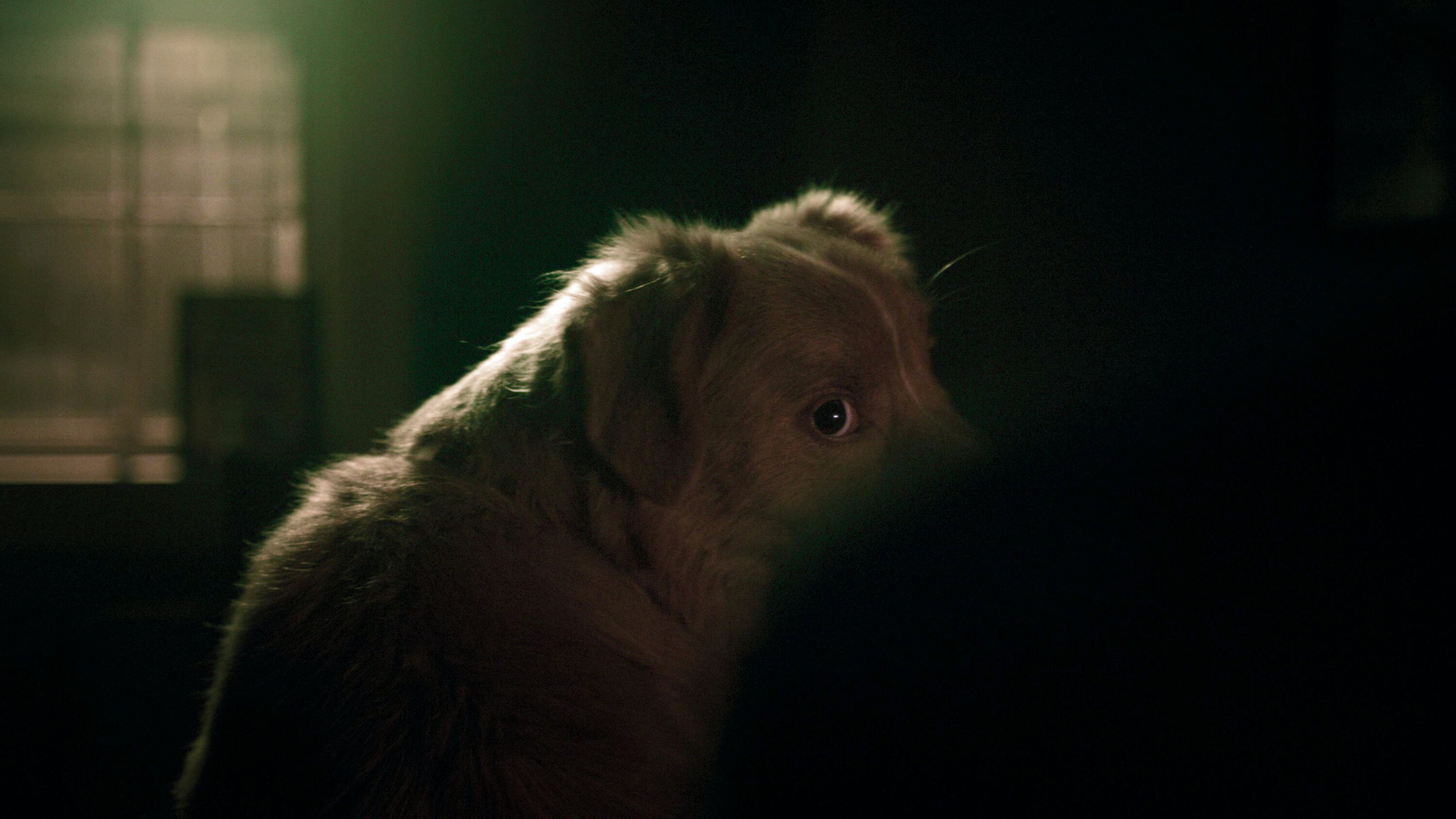 Jó kutya: egy különleges horrormozi, amelyben a házőrző nem a postás érkezését jelzi