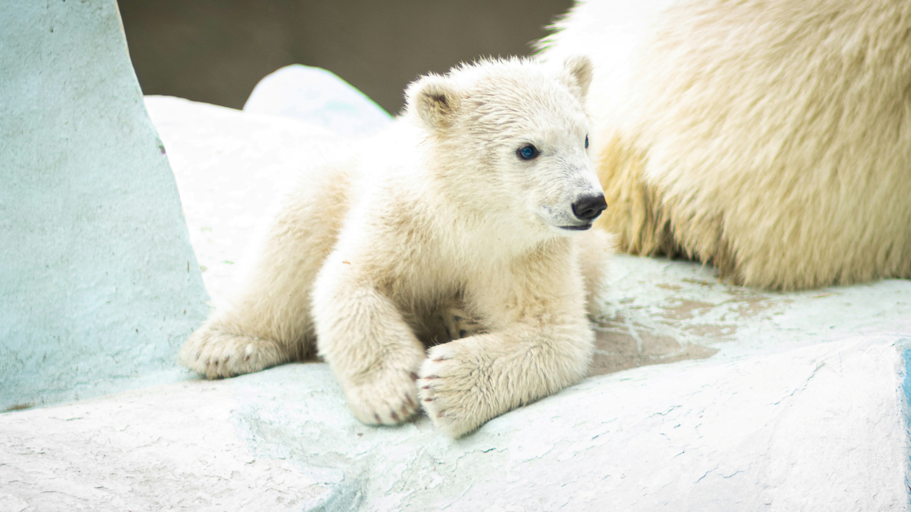 Amerikáig jutott a nyíregyházi jegesmedvebocsok híre – milliók nézik a róluk készült cuki videót világszerte