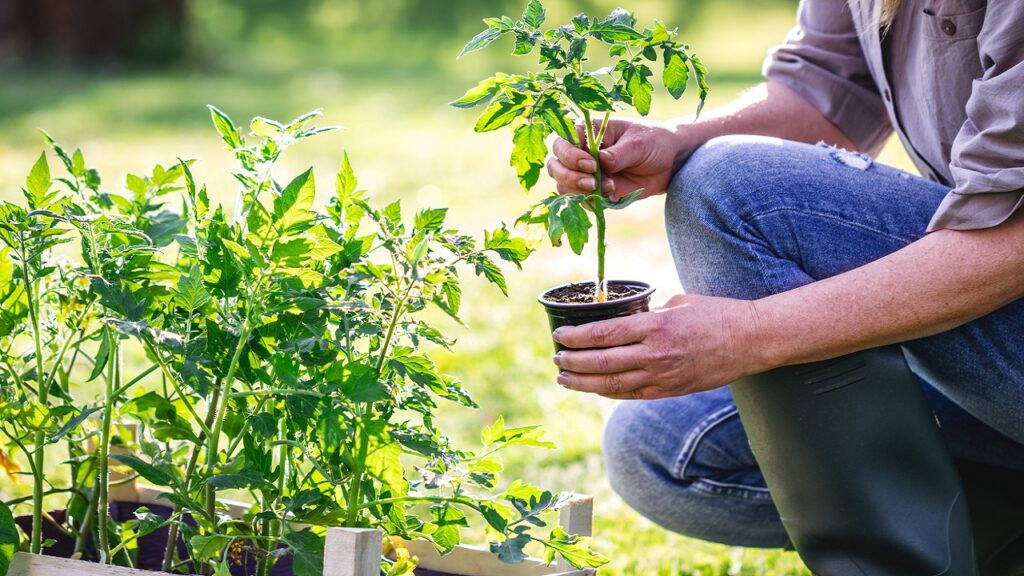 A paradicsompalánta robbanásszerűen, a paprika viszont lassabban fejlődik - Fotó: Getty Images, Zbynek Pospisil