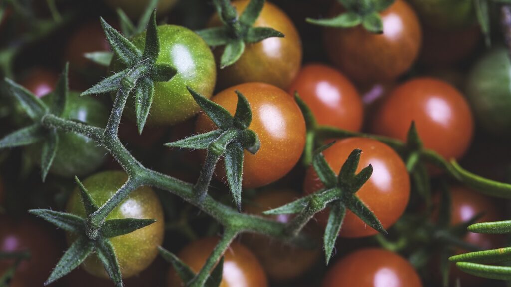 Ekkor vesd el a paradicsom- és paprikamagot, hogy gazdagon szüretelhess