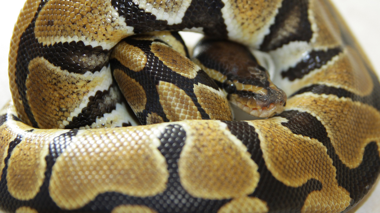 piton - fotó: Getty Images