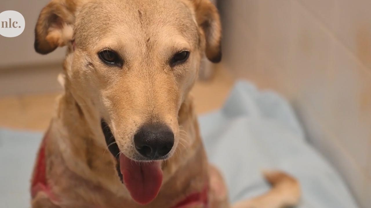 Rozi kutya - forrás: nlc videó