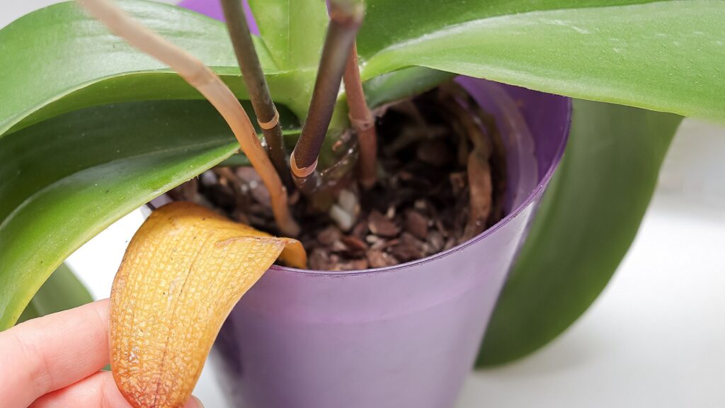 Ezért sárgul az orchidea levele – Nincs minden veszve!