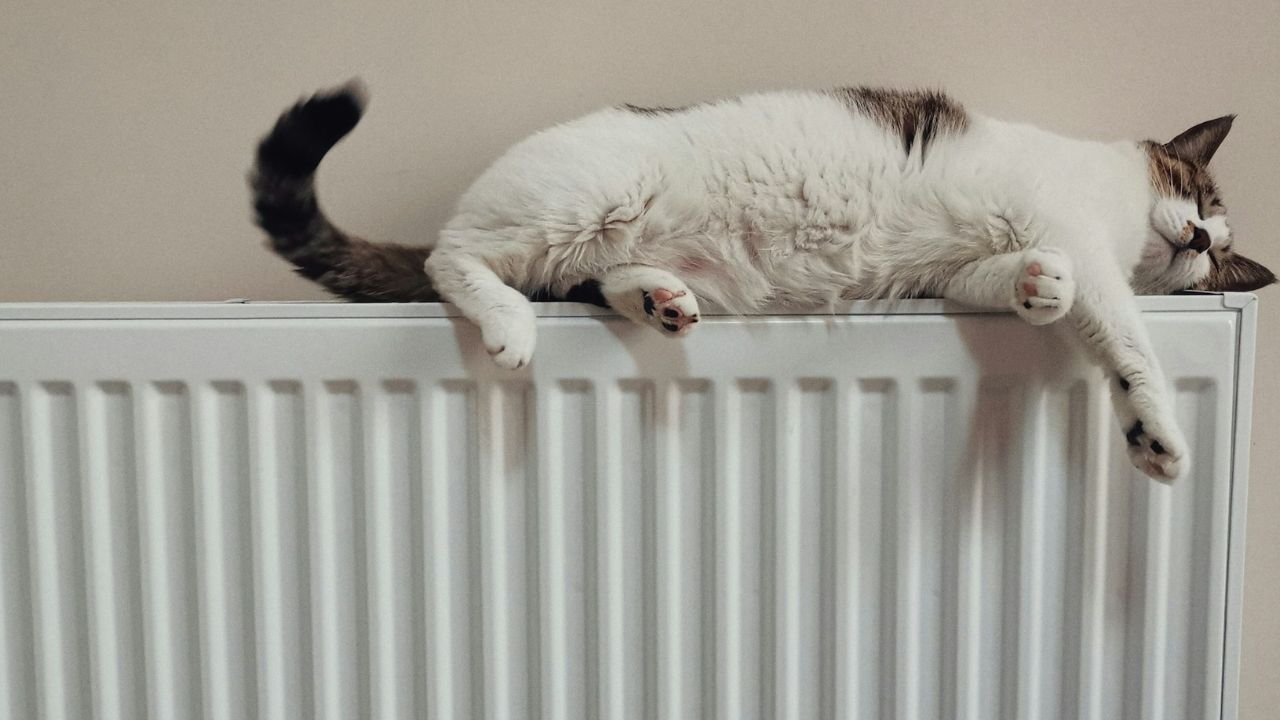 cica a radiátoron, fotó: Unsplash