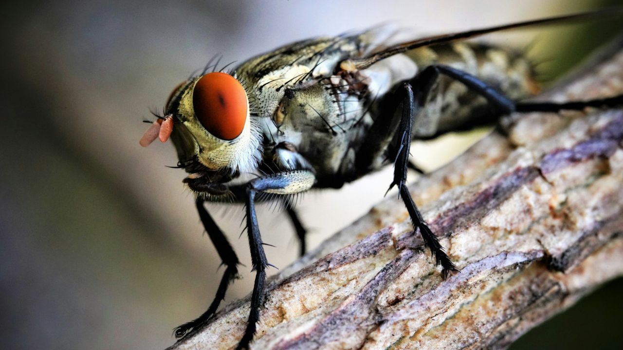 szúnyog, kép: Unsplash