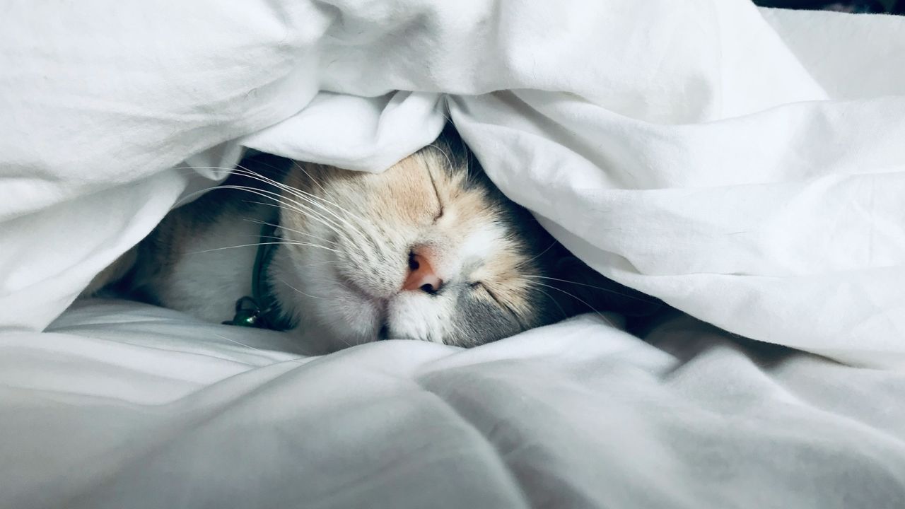 cica pihen az ágyneműk közt, fotó: Unsplash