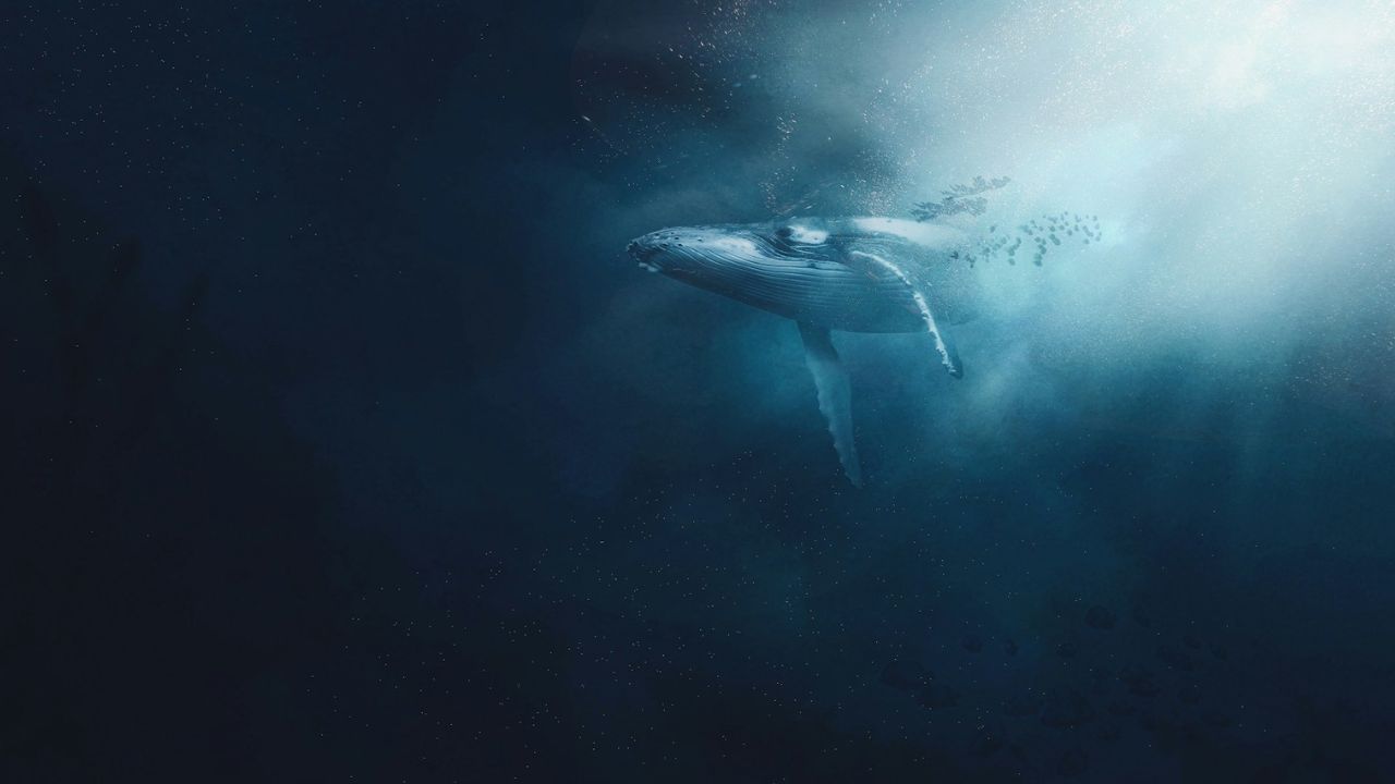 bálna a víz alatt, fotó: Unsplash