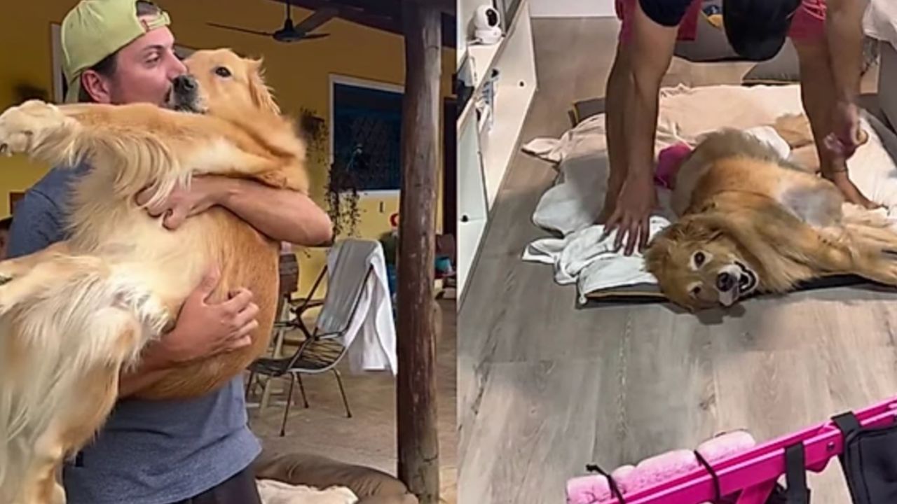 paraplég golden retriever fotó: Instagram/@oliviagoldenespecial