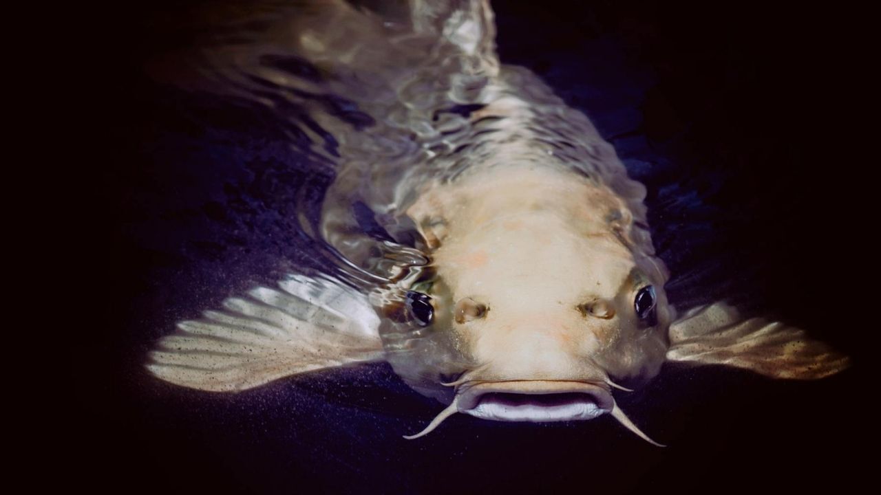 albínó harcsa, fotó: Pexels