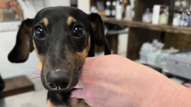 Lebukása után eltűnt a saját kutyáit bántalmazó pesti állatkínzó