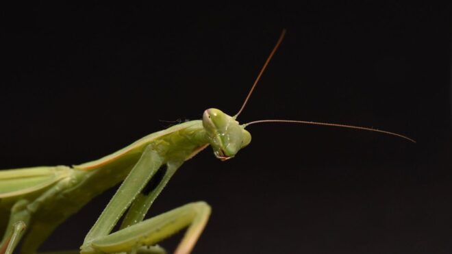 Veszélyes, óriás rovar terjed Magyarországon