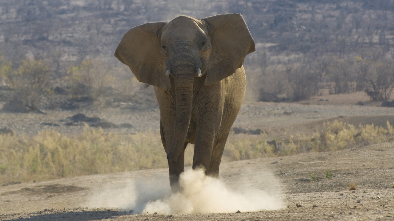 elefánt - fotó: Getty Images