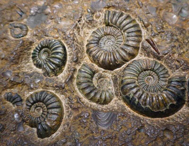 nautilus - fotó: Getty Images