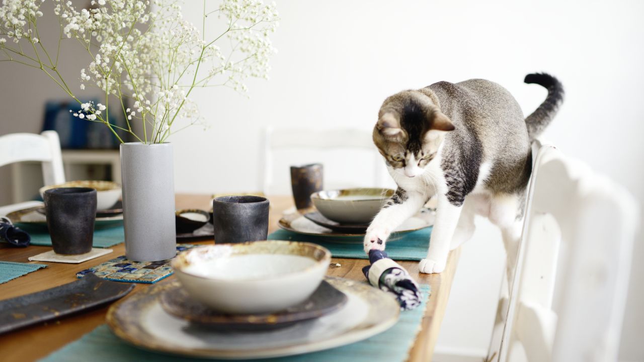 Mit jelent, ha a macskád lelöki a tárgyakat az asztalról? 8 magyarázat a kíváncsiságtól a tanulásig