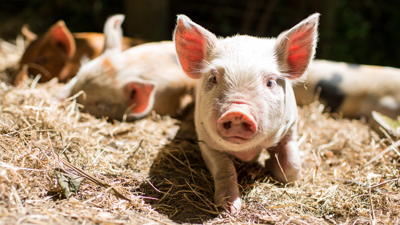 malac - fotó: Getty Images