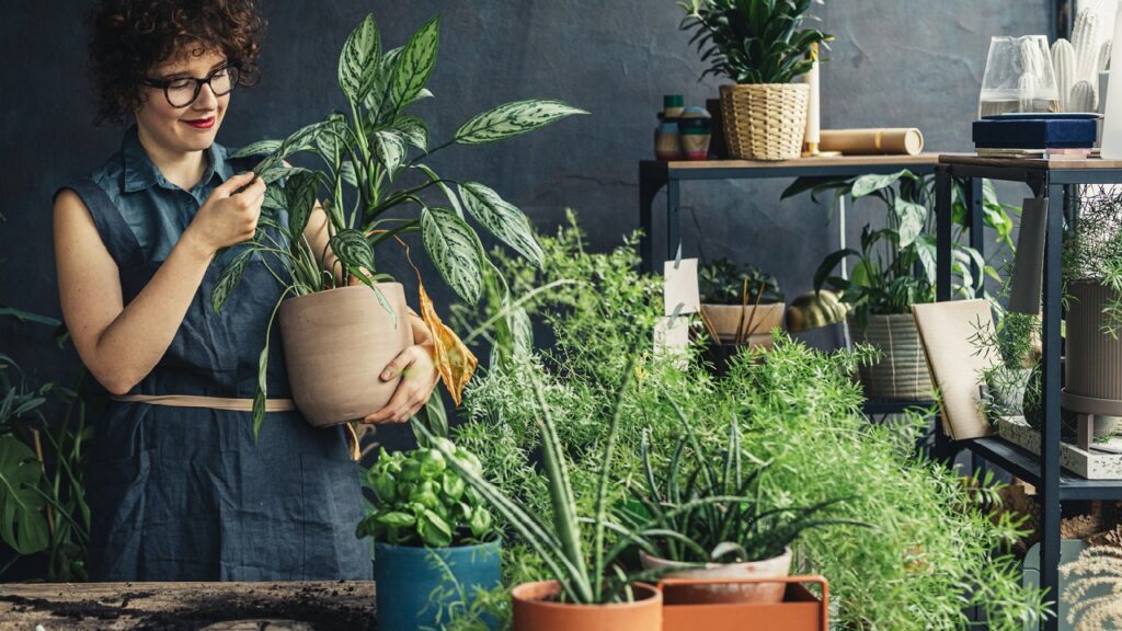 Fiatal nő otthon kertészkedik, szobanövényekkel körülvéve