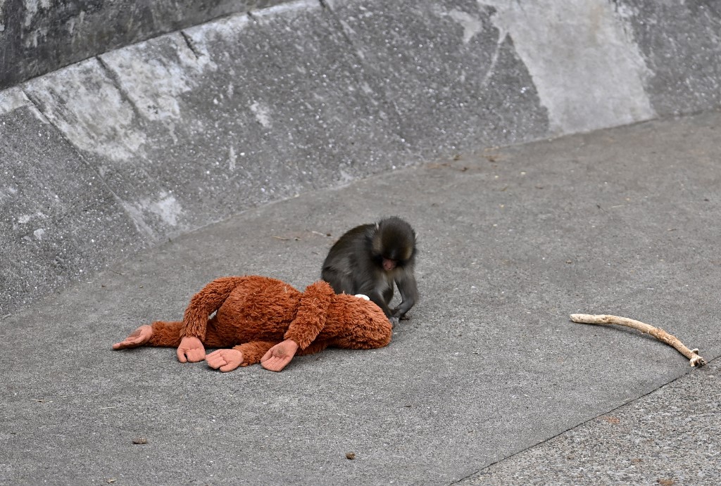 Punch, a japán makákó plüssmajmával