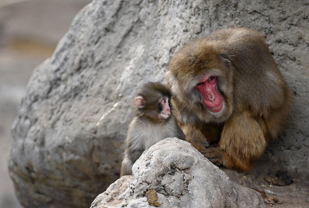 Punch, a japán makákó plüssmajmával