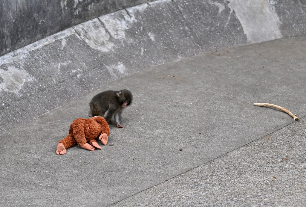 Punch, a japán makákó plüssmajmával