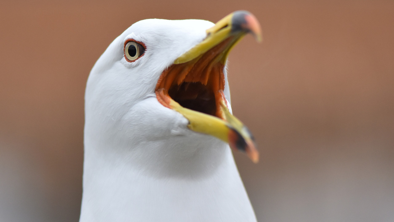 sirály - fotó: Getty Images