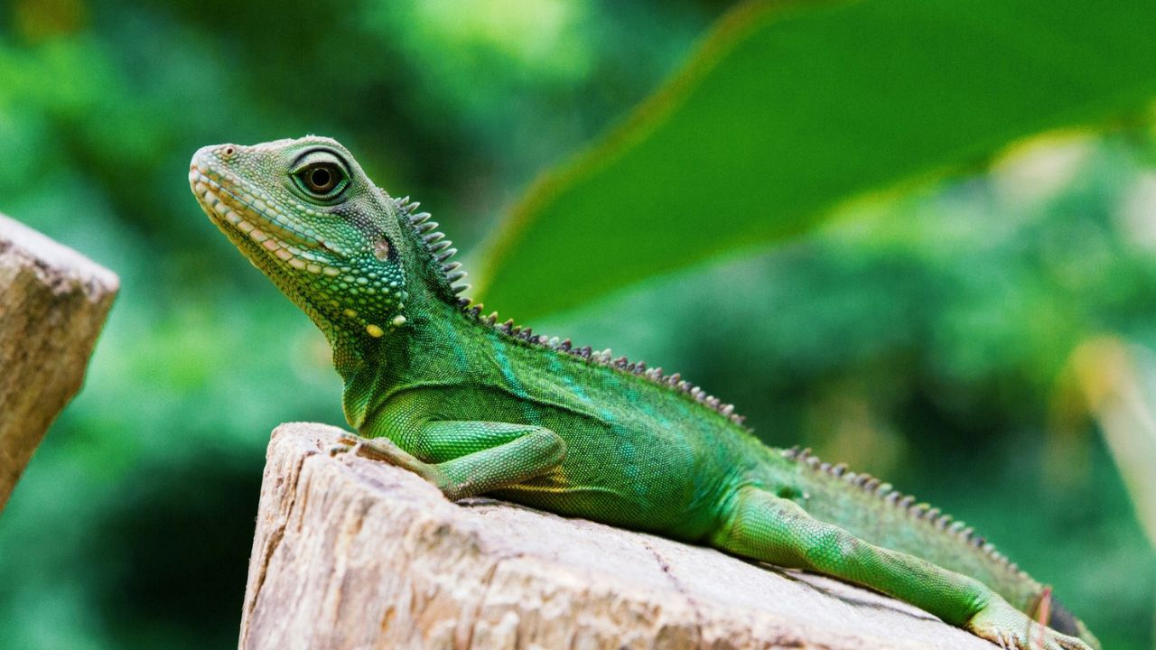 leguán, fotó: Unsplash